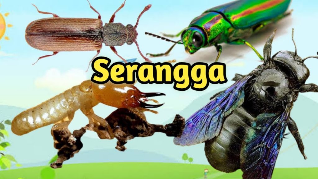 Inilah 4 Serangga Perusak Kayu Dan Cara Mengatasinya Inovatips