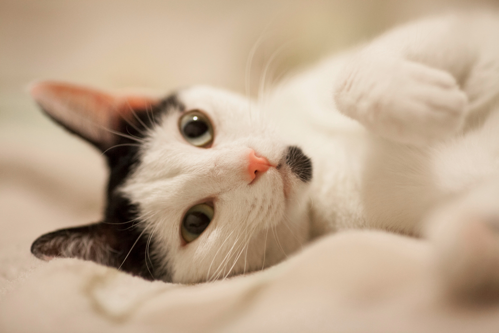 kucing