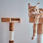 kandang kucing