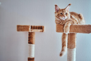kandang kucing