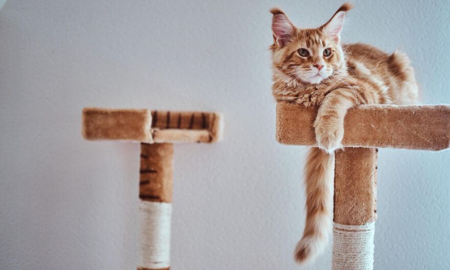 kandang kucing