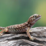 gecko