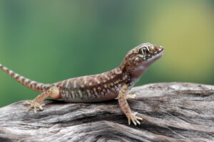 gecko