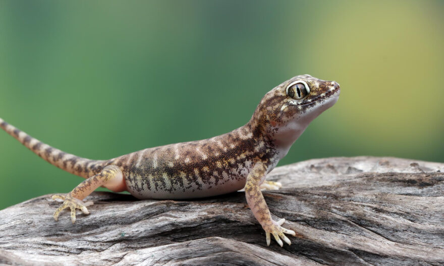gecko