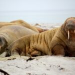 walrus