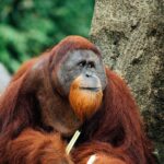 orangutan