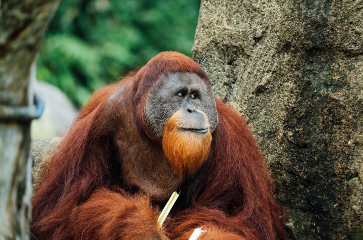 orangutan