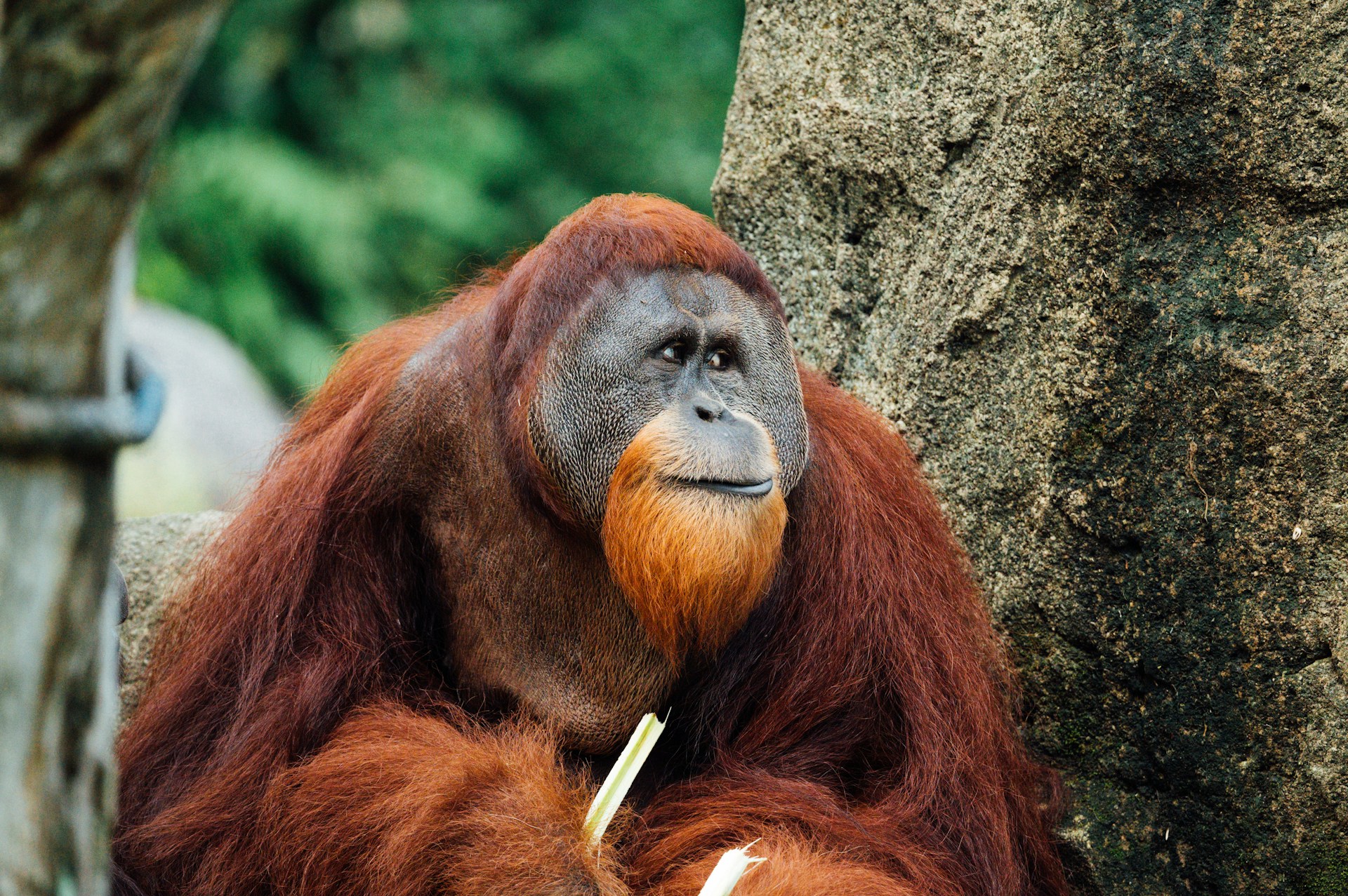 orangutan