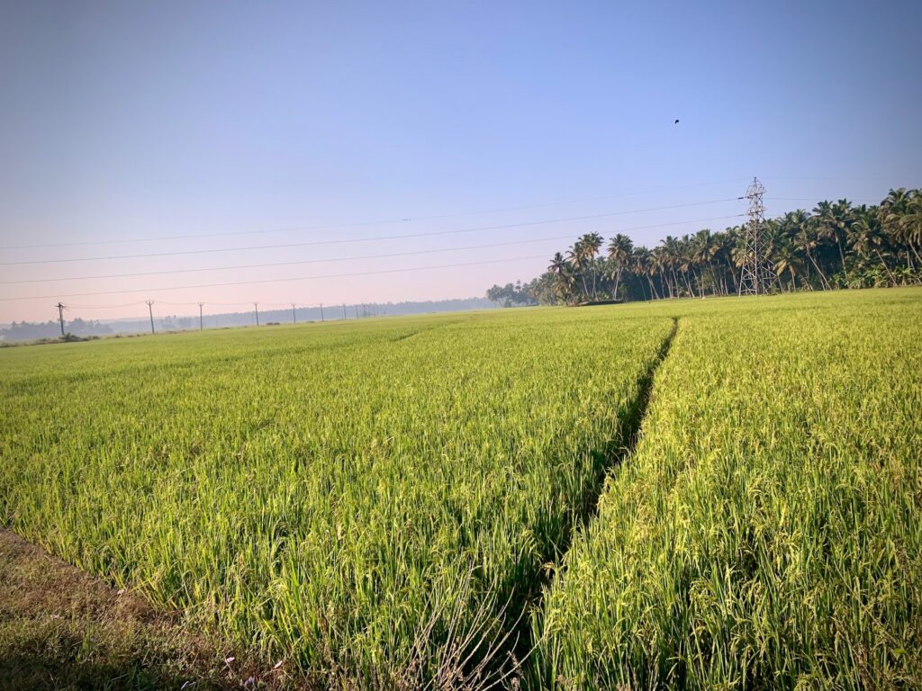 Petak sawah