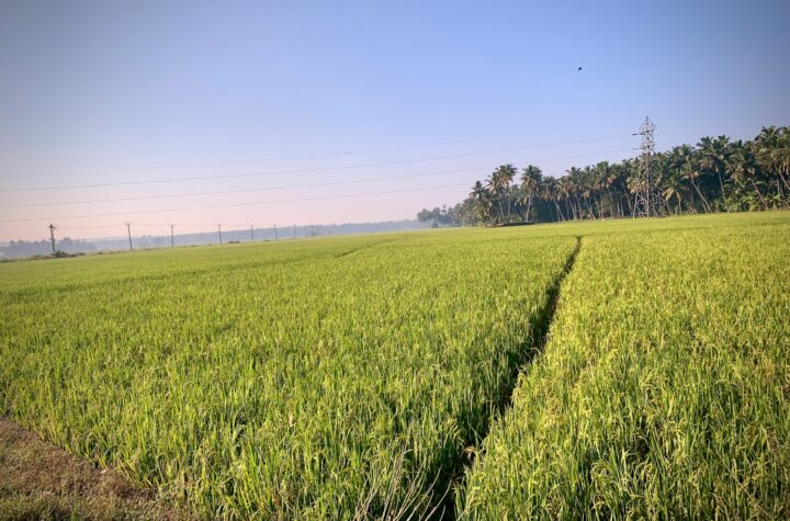 Petak sawah