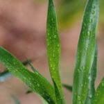 Daun suji