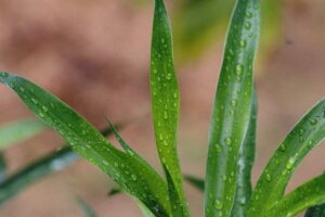 Daun suji