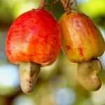 manfaat jambu mete