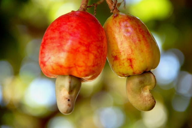 manfaat jambu mete