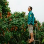 pohon rambutan