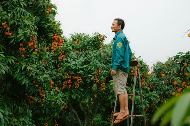 pohon rambutan